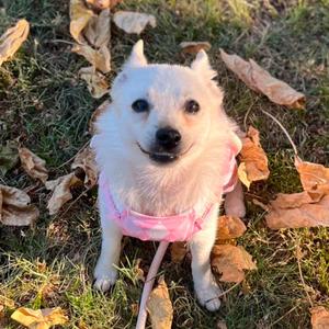 Beatrice Bella, Schipperke, adult, available for adoption