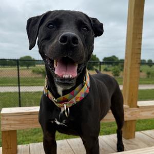 Amigo, Retriever, Black Labrador, senior, available for adoption