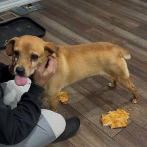 A brown dog standing on a wooden floor with a person petting its head, and some food on the floor.
