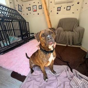 Clemmy Lou, Terrier, Pit Bull, adult, available for adoption