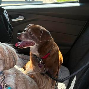 Daisy, Chihuahua, senior, available for adoption