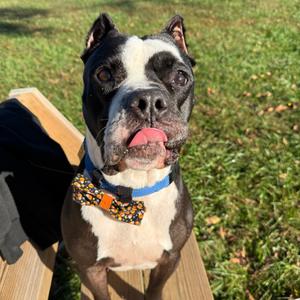 Chug, Bulldog, American, adult, available for adoption