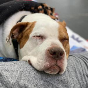 Cadillac, Terrier, Pit Bull, senior, available for adoption