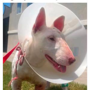 Amara Marshmallow, Terrier, Bull, adult, available for adoption