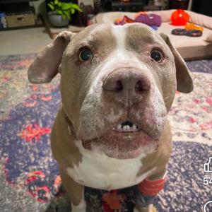 Brisket, Bulldog, American, adult, available for adoption