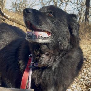 Bernie, Newfoundland, senior, available for adoption