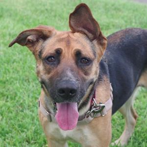 A brown and black dog with floppy ears and a pink tongue sticking out, standing on green grass.