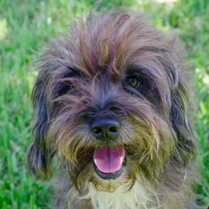 A fluffy dog with shaggy fur and a happy expression, standing in a grassy area.