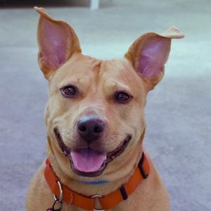 A happy brown dog with perked-up ears and a pink tongue, wearing an orange collar.