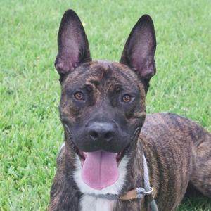 A brindle dog with a white chest and pink tongue, lying on grass.