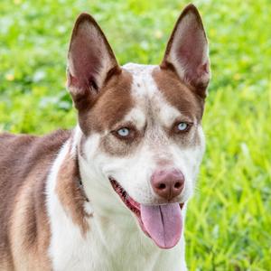 Bruce, Husky, adult, available for adoption