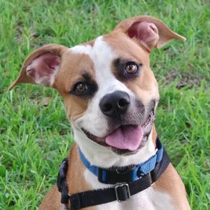 Bubbles, Boxer, adult, available for adoption
