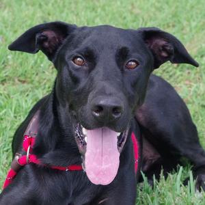 Cosmo, Shepherd, German, adult, available for adoption