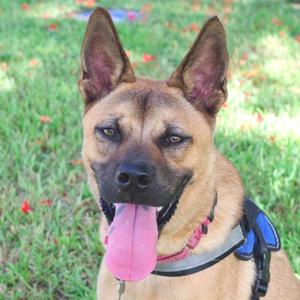 A brown dog with a black muzzle and ears, wearing a blue harness, sticking out its tongue while sitting on grass.