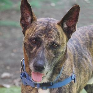 A brindle dog with pointed ears and a blue collar, sticking its tongue out.