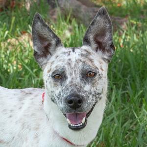 George, Cattle Dog, adult, available for adoption