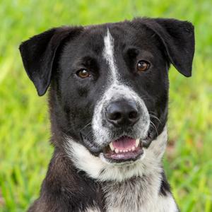 Doug, Mixed Breed (Medium), adult, available for adoption