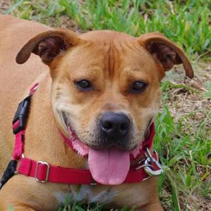 Dante, Terrier, adult, available for adoption