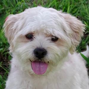 Alfredo, Maltese, adult, available for adoption