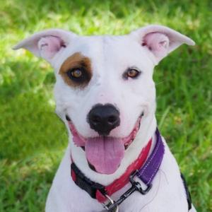 Blanquito, Terrier, adult, available for adoption