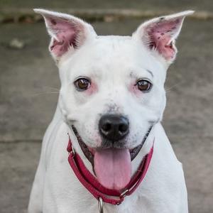A white dog with perked ears and a red collar, its tongue out, looking at the camera.