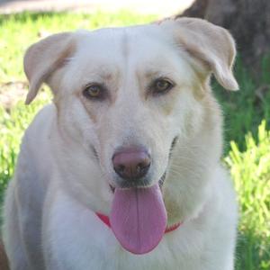 a white dog with its tongue out