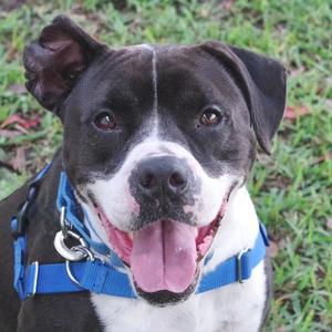 Fleur, Bulldog, adult, available for adoption