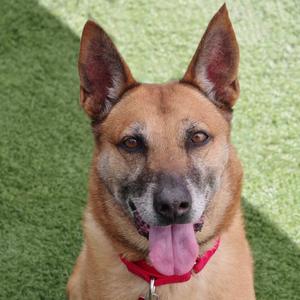 A brown dog with pointed ears and a red collar, panting with its tongue out, sitting on green artificial grass.