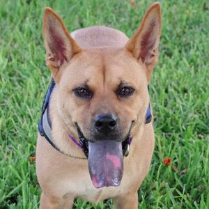 A light brown dog with perked ears and a black nose is standing on green grass. Its tongue is hanging out of its mouth, and it is wearing a blue collar.