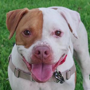 Bruno, Bulldog, adult, available for adoption