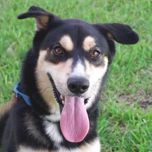 Goofy, Husky, adult, available for adoption