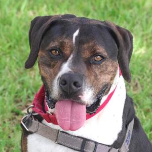 Knight, Terrier, senior, available for adoption