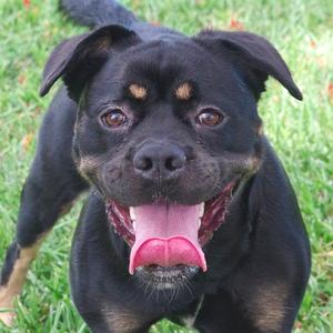 Gus, Rottweiler, adult, available for adoption