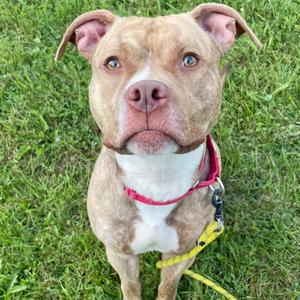 Apollo, Terrier, Pit Bull, adult, available for adoption