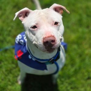 Rosie, Terrier, Pit Bull, adult, available for adoption