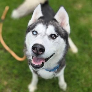 Mishka, Husky, adult, available for adoption