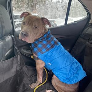 Chief, Terrier, Pit Bull, adult, available for adoption