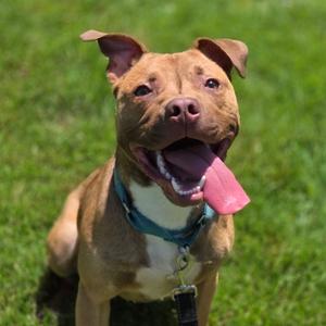 Peanut, Terrier, Pit Bull, adult, available for adoption