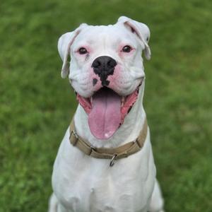 Bucky, Boxer, adult, available for adoption