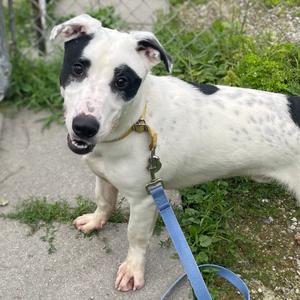 Kaden, Terrier, American Pit Bull, adult, available for adoption
