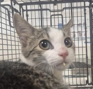 A gray and white cat with large eyes looking out from a wire cage.