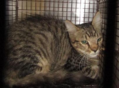 A tabby cat with green eyes is sitting inside a metal cage. The cat has a striped fur pattern and is looking towards the camera.
