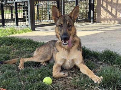 Detroit, German Shepherd Dog Mix, adult, available for adoption