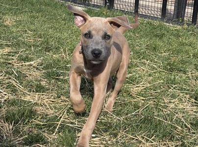 A brown puppy with large ears and a black nose running on grass.