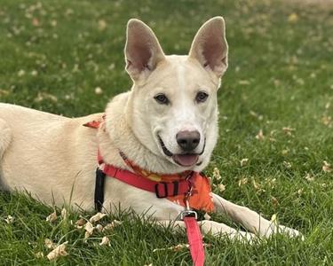 Niall, German Shepherd Dog Mix, young, available for adoption