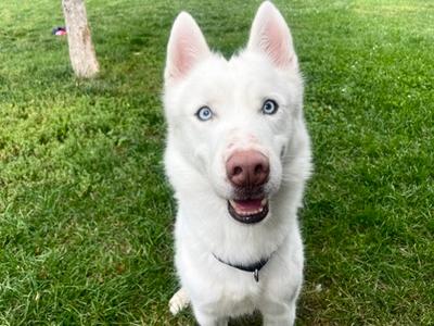 Polo, Siberian Husky Mix, adult, available for adoption