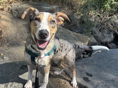 A happy dog with a spotted coat and a green harness, standing on a rocky surface.