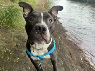 Rocco, American Pit Bull Terrier Mix, young, available for adoption