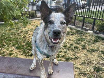 A blue heeler dog with a white and gray coat standing on a wooden surface, smiling with its mouth open, in an outdoor setting with grass and a fence in the background.
