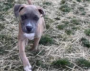 A young brown and white puppy with floppy ears standing on a patch of grass and straw.
